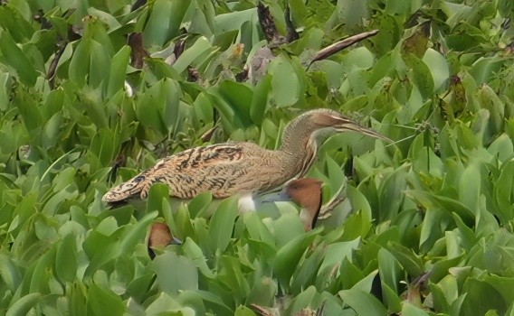 Pinnated Bittern - ML644322025