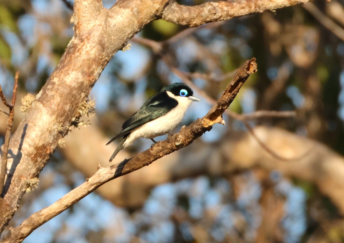 Artamie chabert - ML644322033