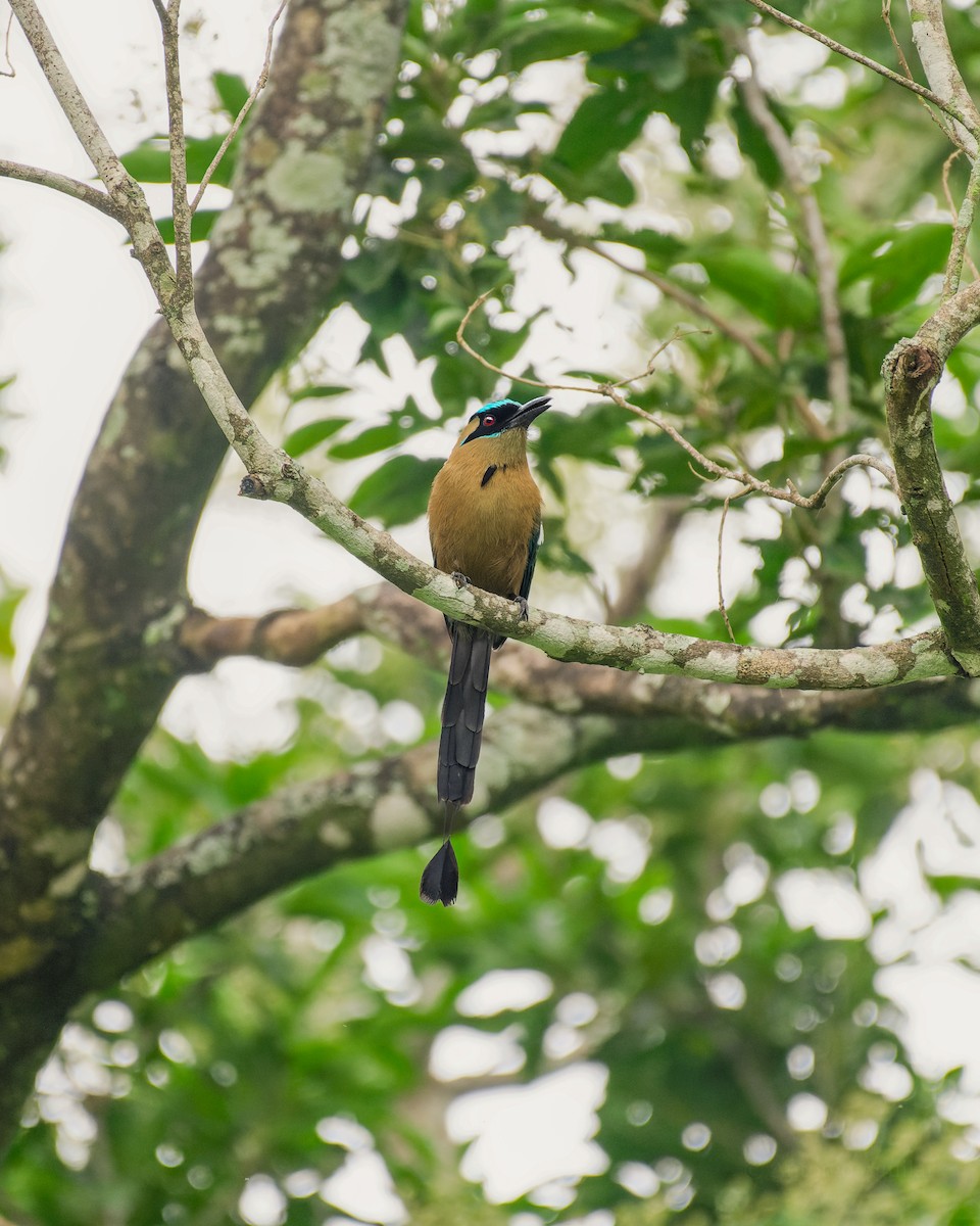 レッソンハチクイモドキ - ML644322042