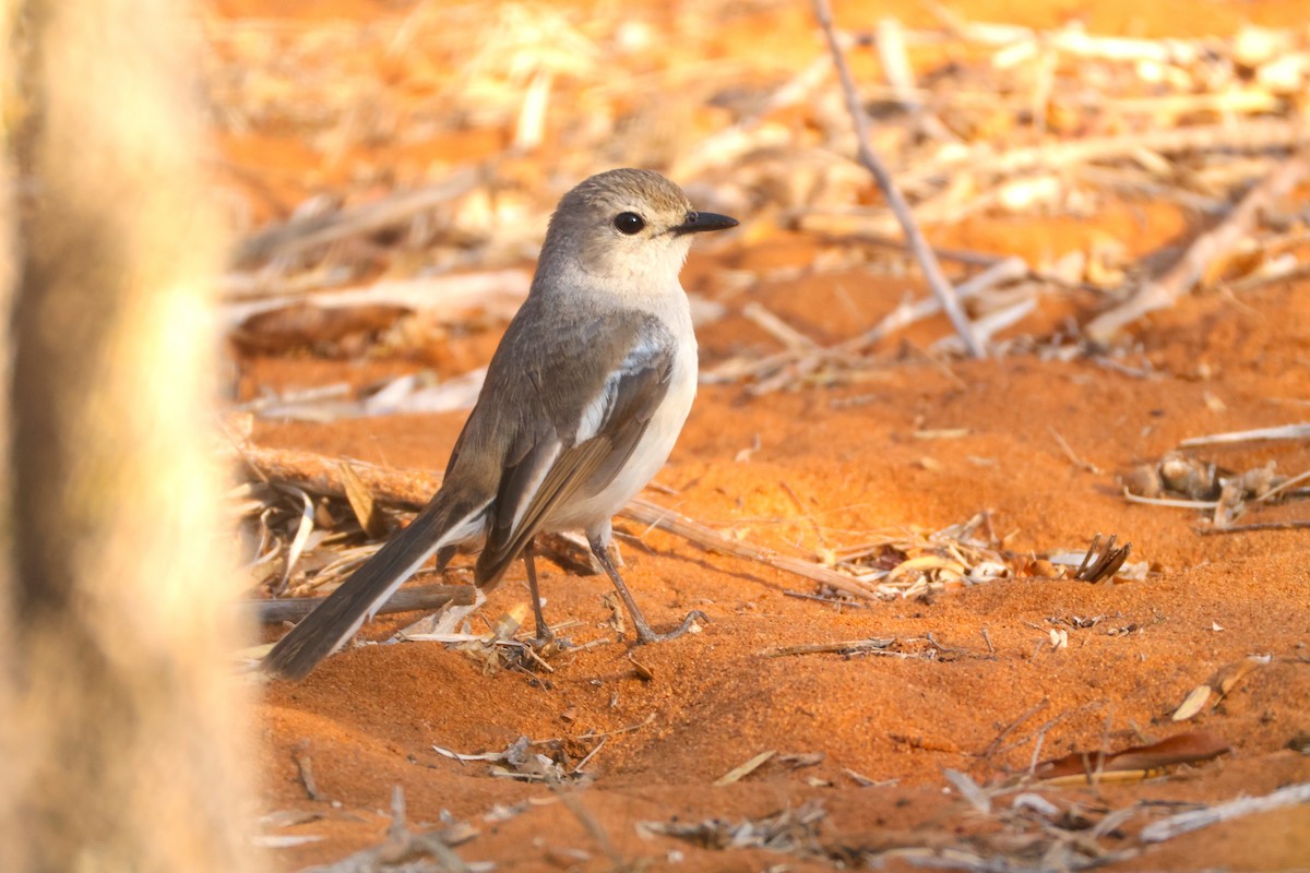 Madagascar Magpie-Robin - ML644322043