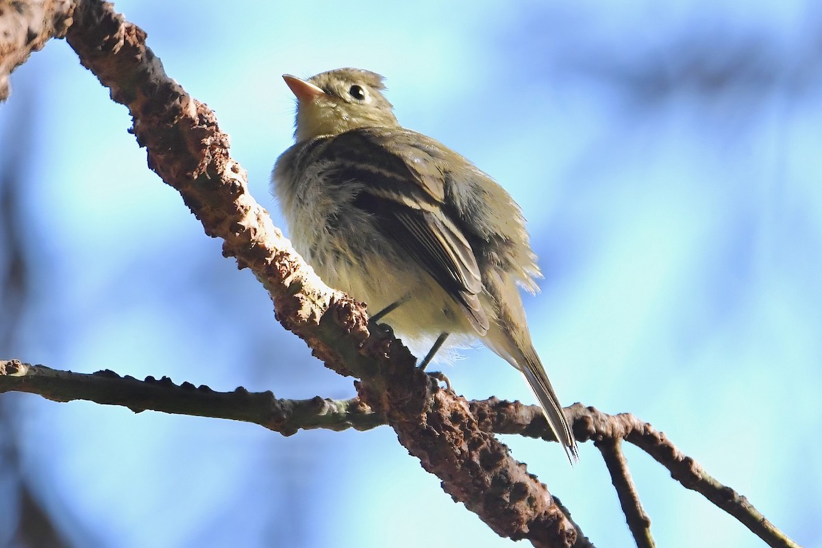 Western Flycatcher (Pacific-slope) - ML644322059