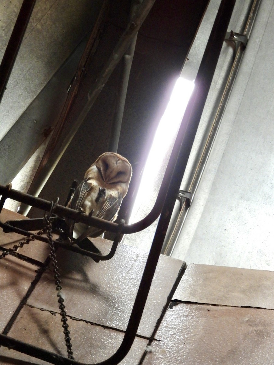 Сипуха американська - ML644322062