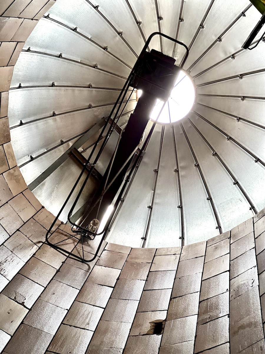 Сипуха американська - ML644322065