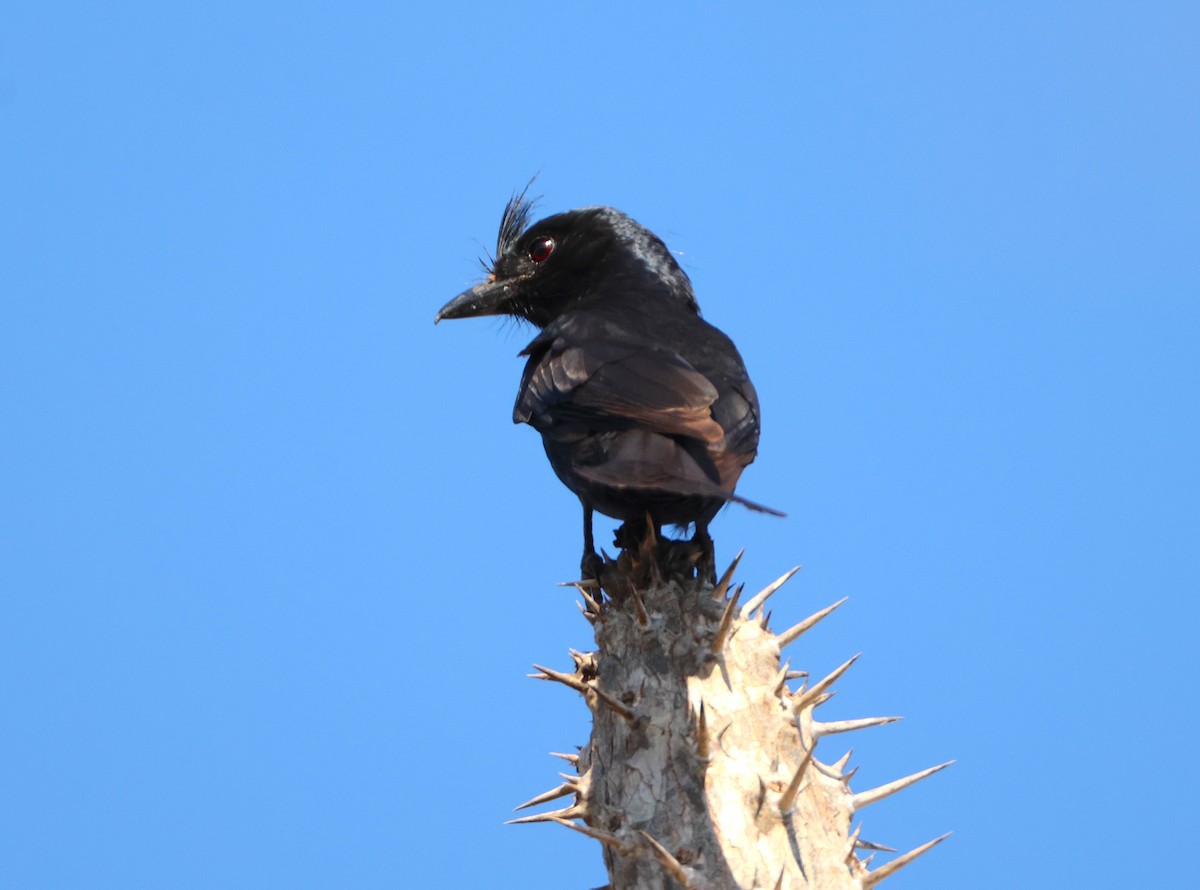 Crested Drongo (Madagascar) - ML644322105