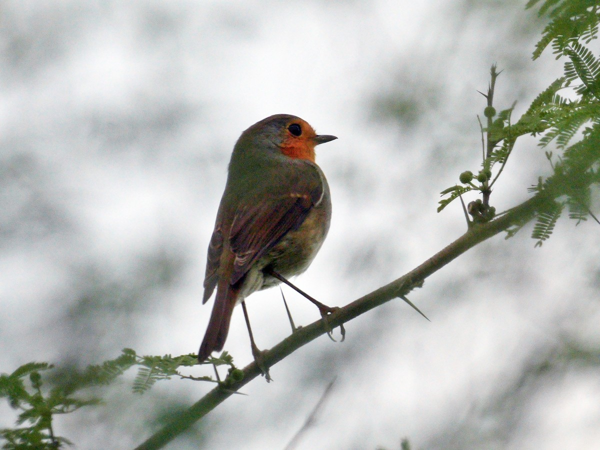 European Robin - ML644322111