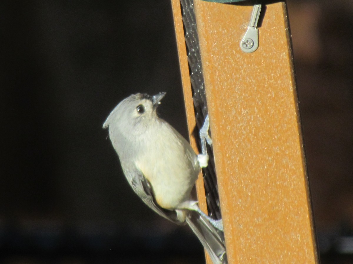Tufted Titmouse - ML644322137