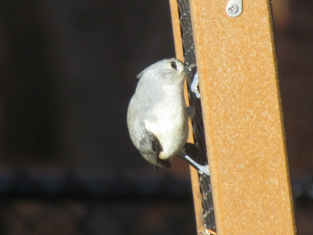 Tufted Titmouse - ML644322147