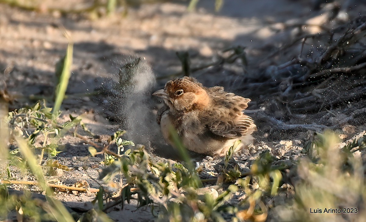 Fischer's Sparrow-Lark - ML644322148