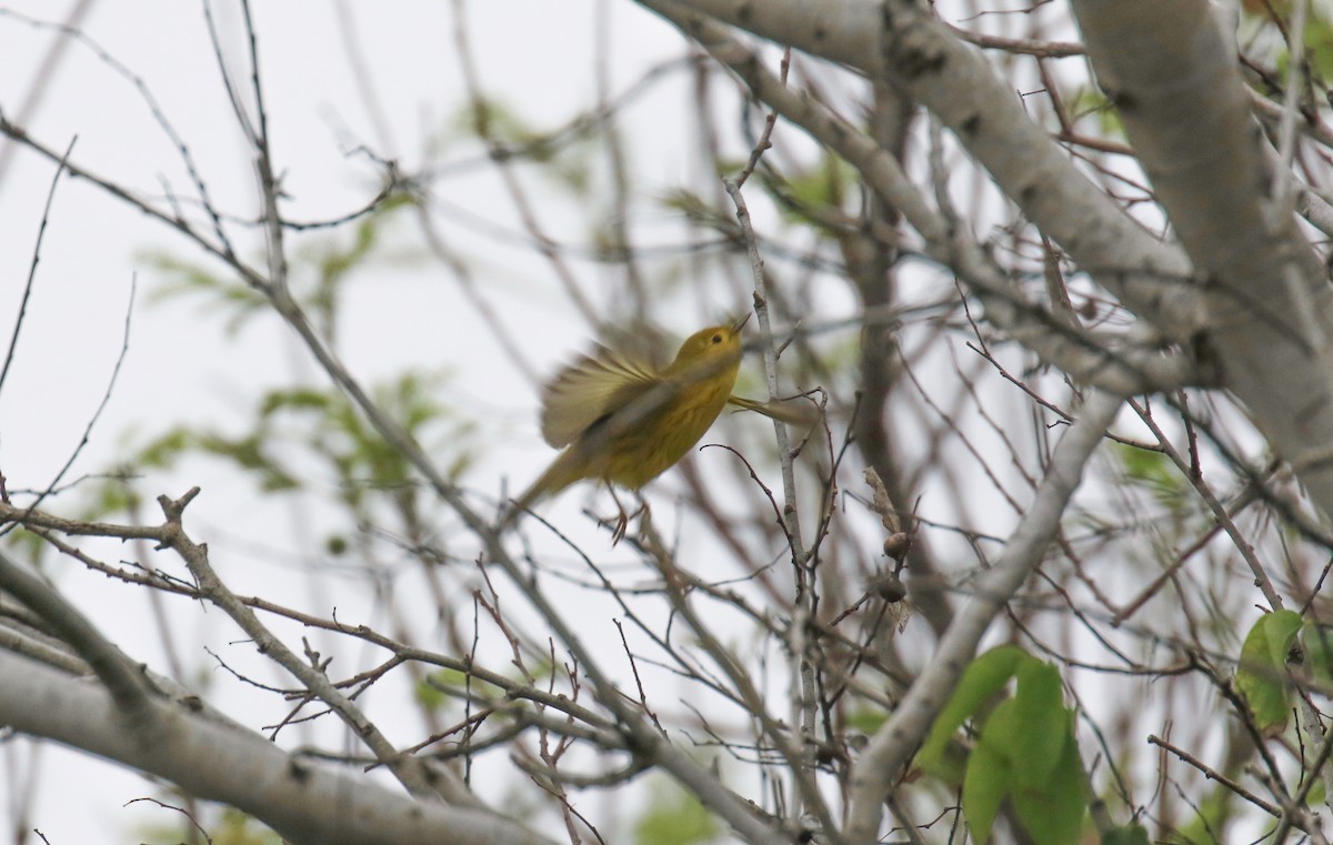 Mangrove Yellow Warbler - ML644322187