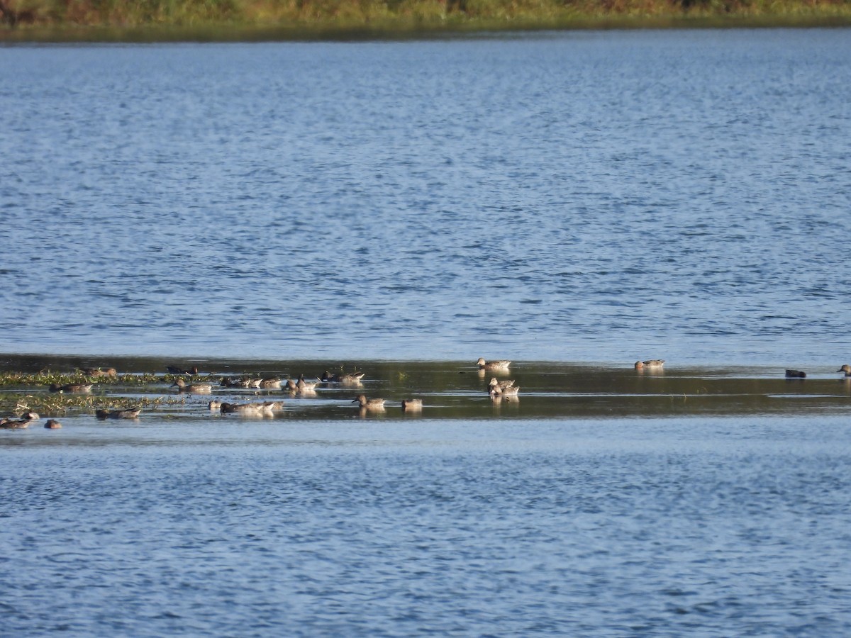 krikkand - ML644322192