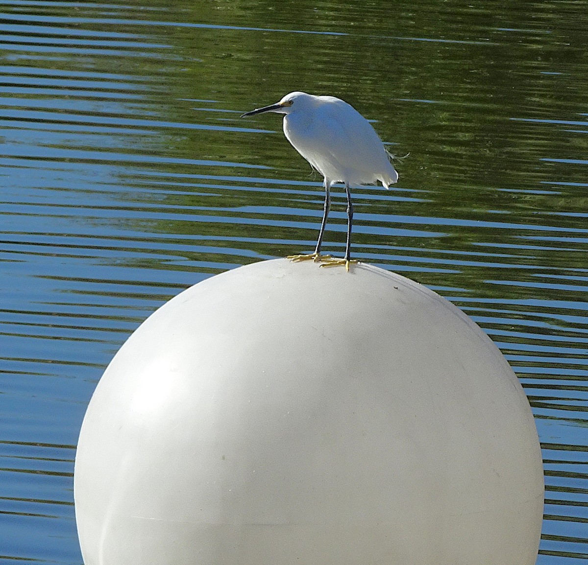 Snowy Egret - ML644322195