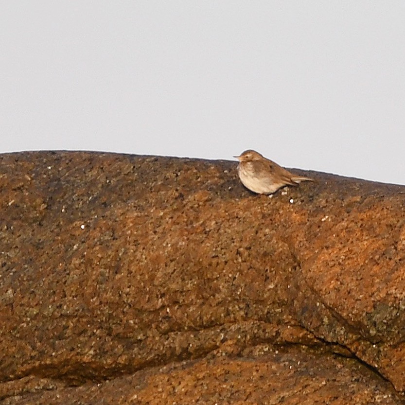 Water Pipit - ML644322204