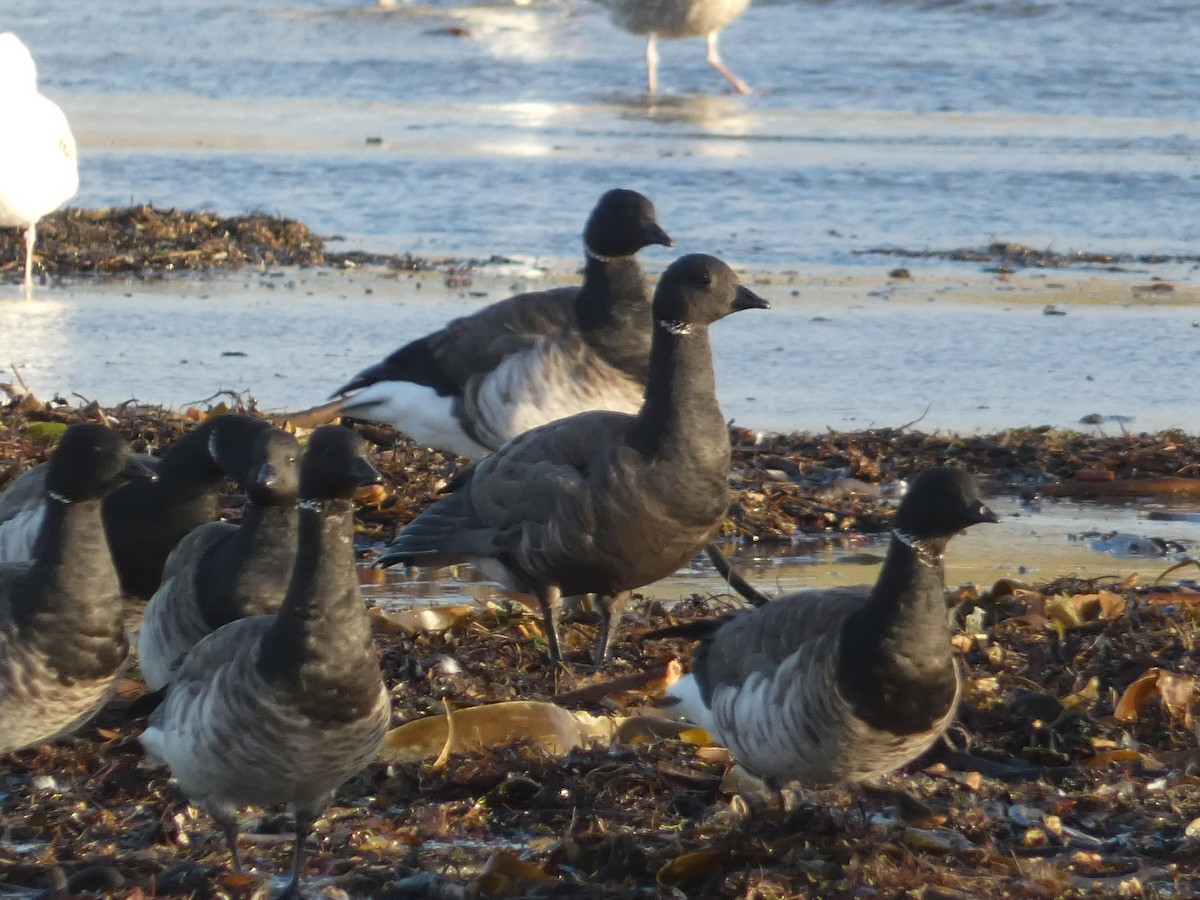 Brant (Dark-bellied) - ML644322209