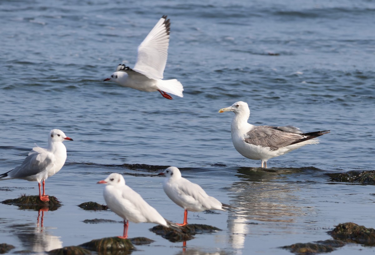 Kaio kaspiarra - ML644322212