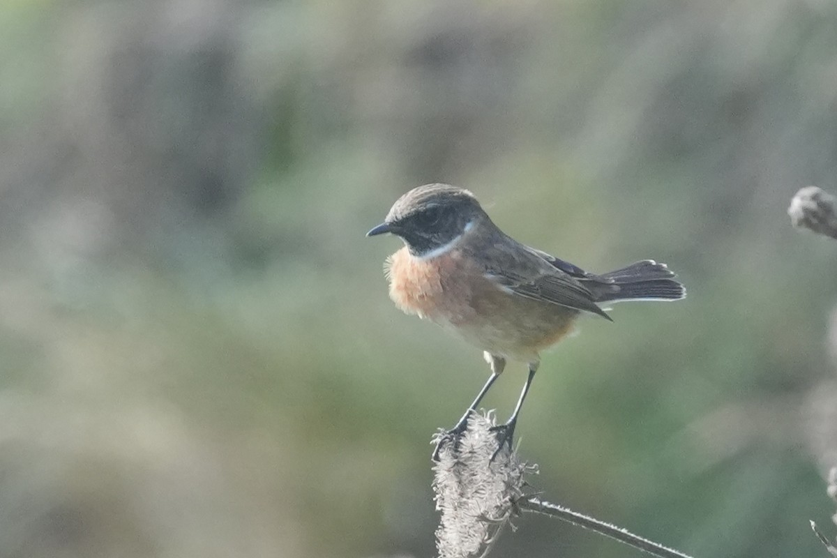 European Stonechat - ML644322213