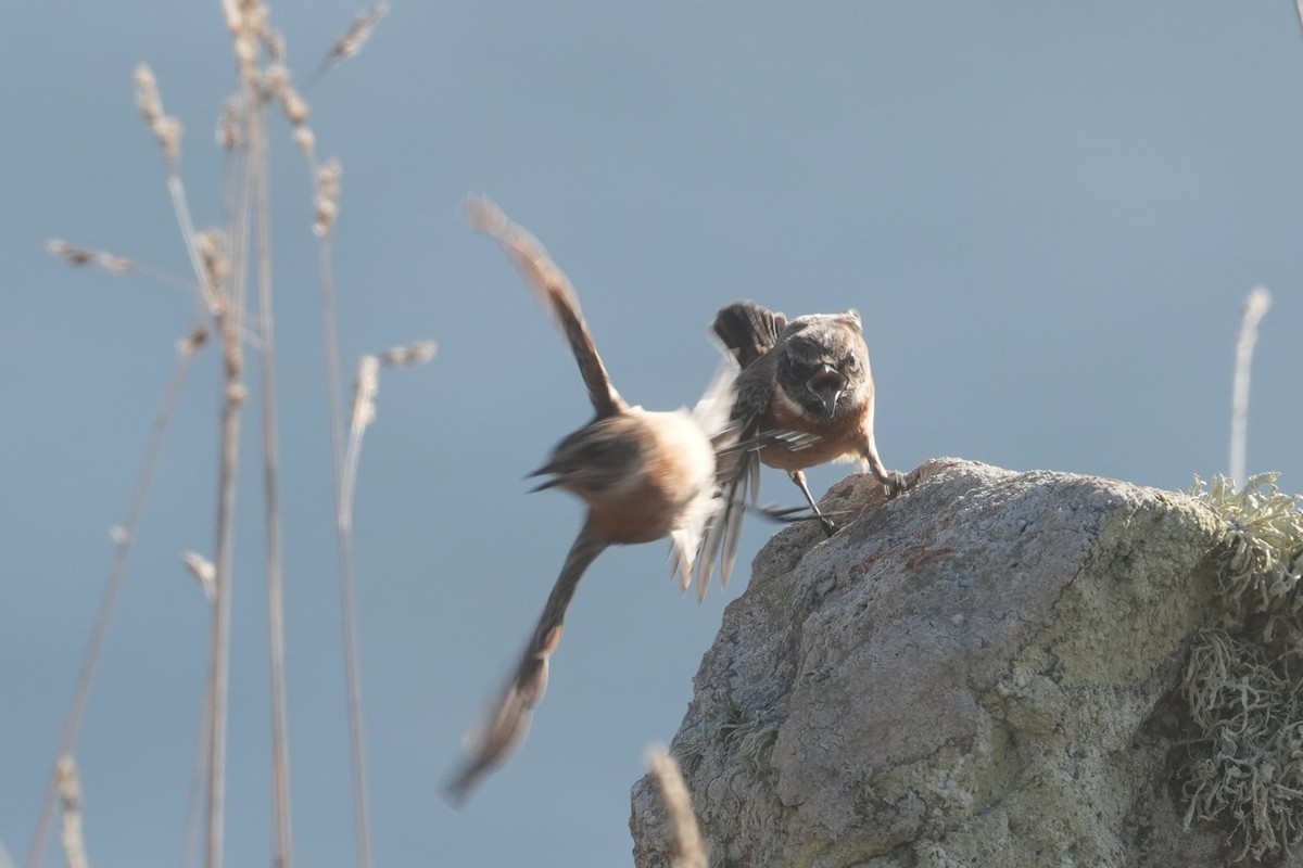 European Stonechat - ML644322215