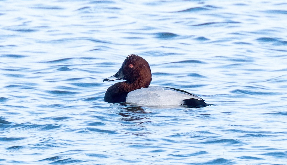 Common Pochard - ML644322225