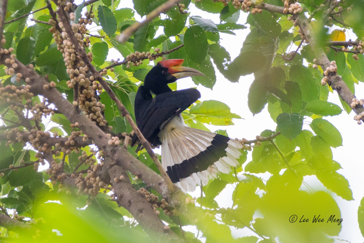 Rhinoceros Hornbill - ML644322228