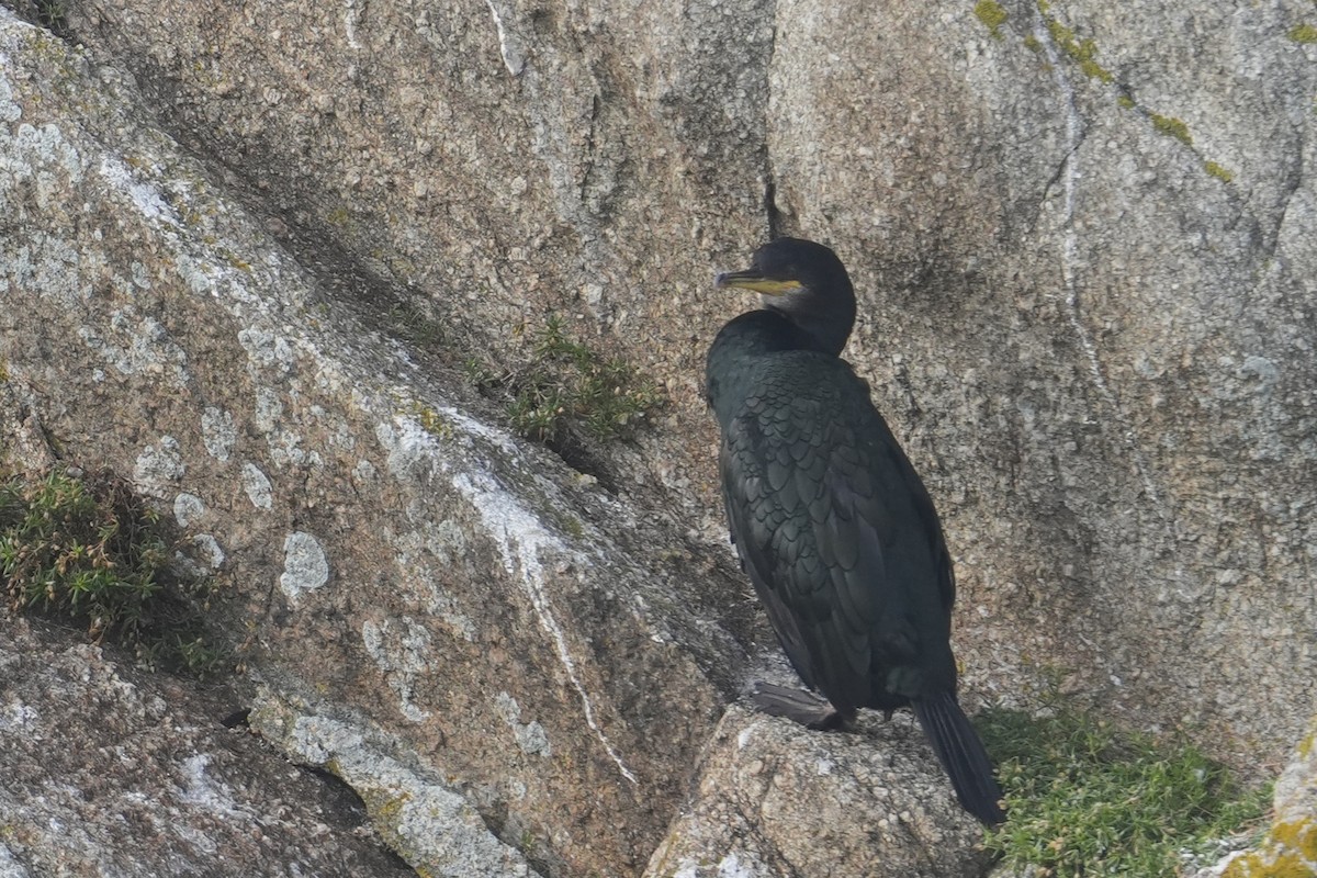 European Shag (Atlantic) - ML644322230