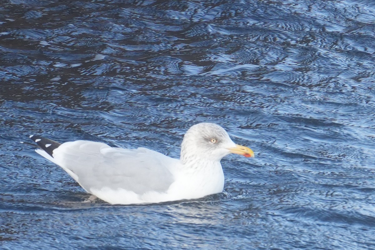 European Herring Gull - ML644322241