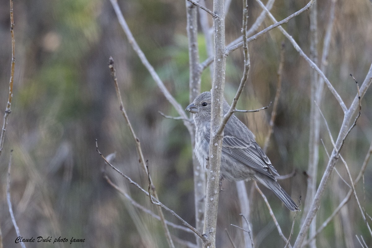 Camachuelo Mexicano - ML644322245