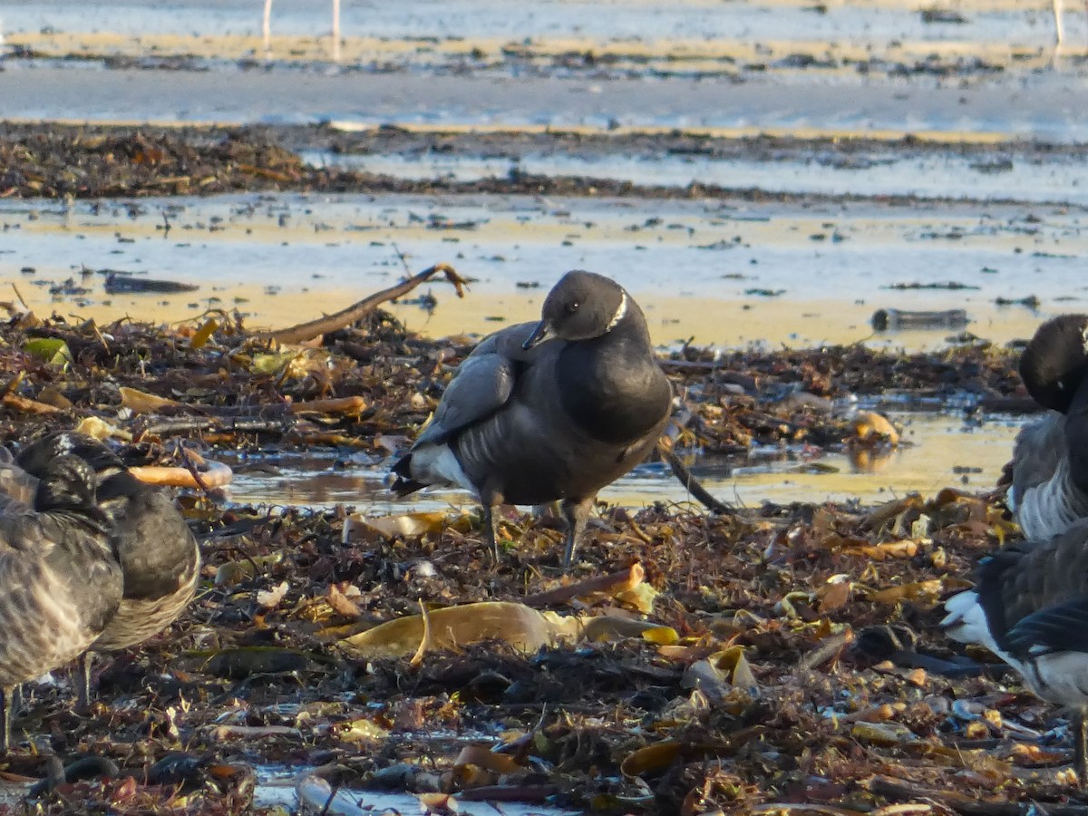 Brant (Dark-bellied) - ML644322246