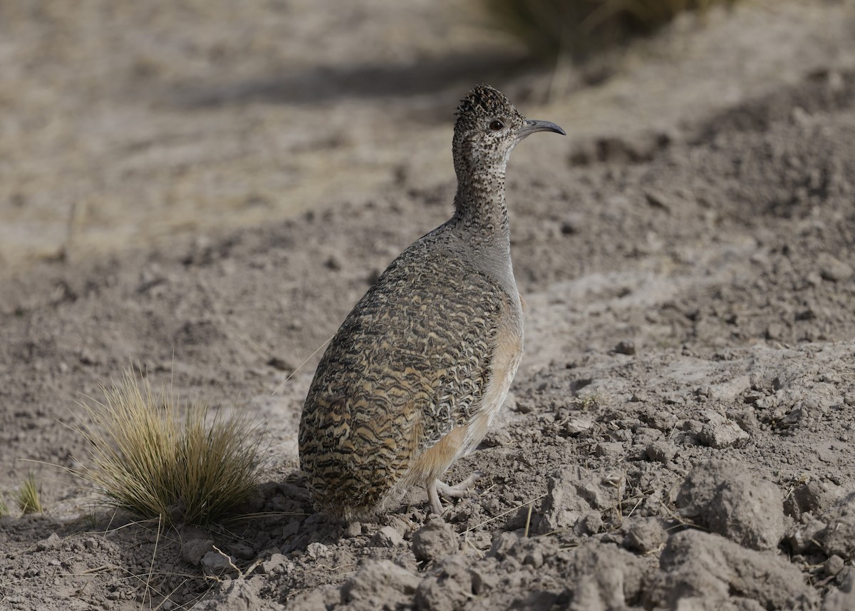 Інамбу рудогрудий - ML644322248