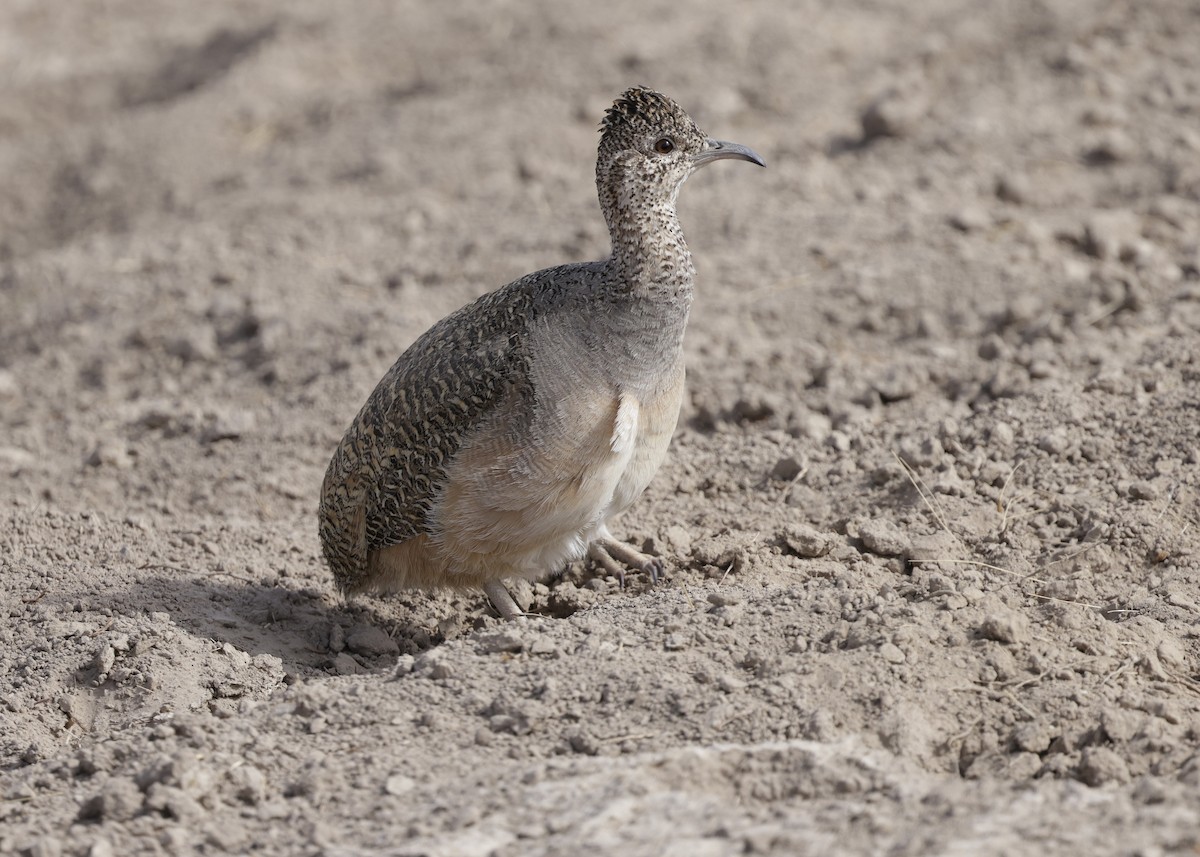 Інамбу рудогрудий - ML644322249