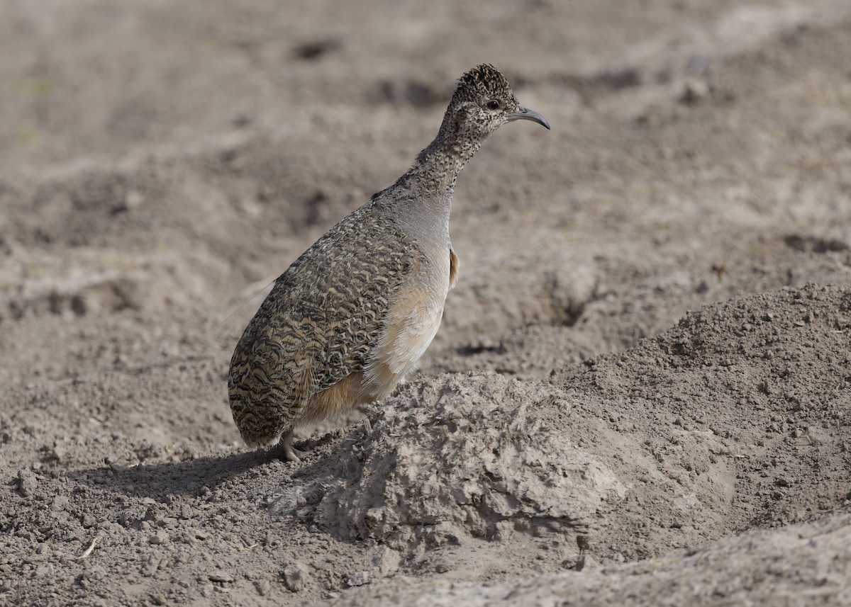 Інамбу рудогрудий - ML644322250