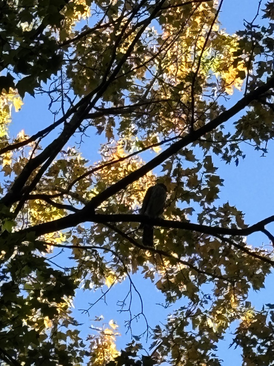 trostehauk - ML644322256