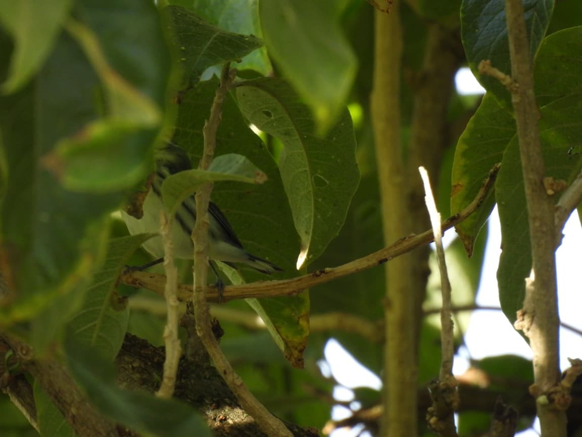 Cerulean Warbler - ML644322274