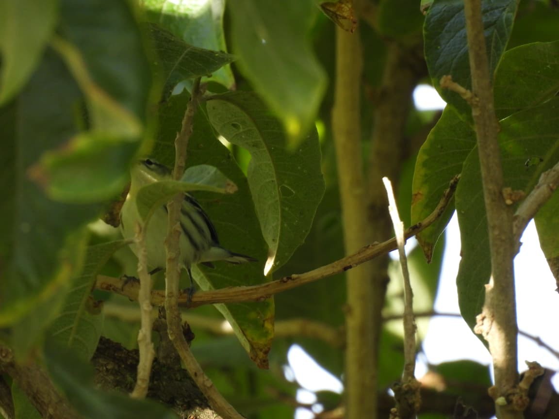 Cerulean Warbler - ML644322275