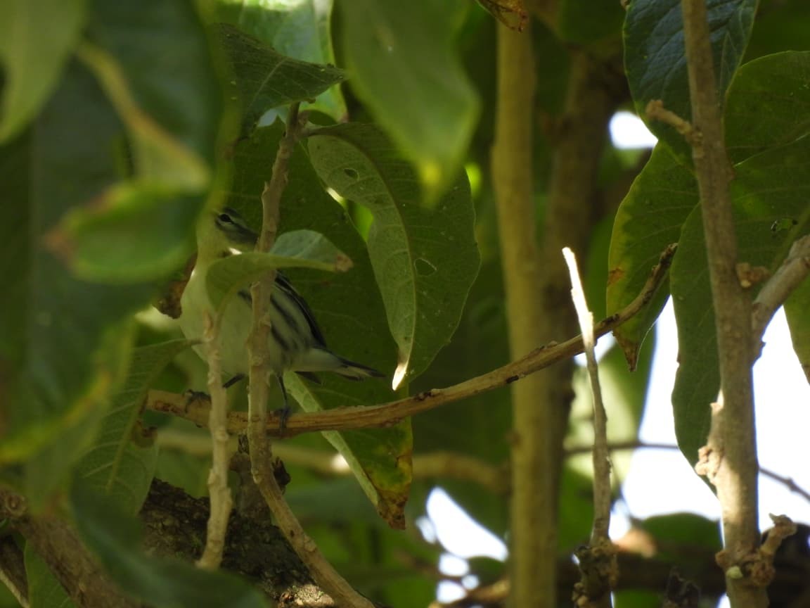 Cerulean Warbler - ML644322276