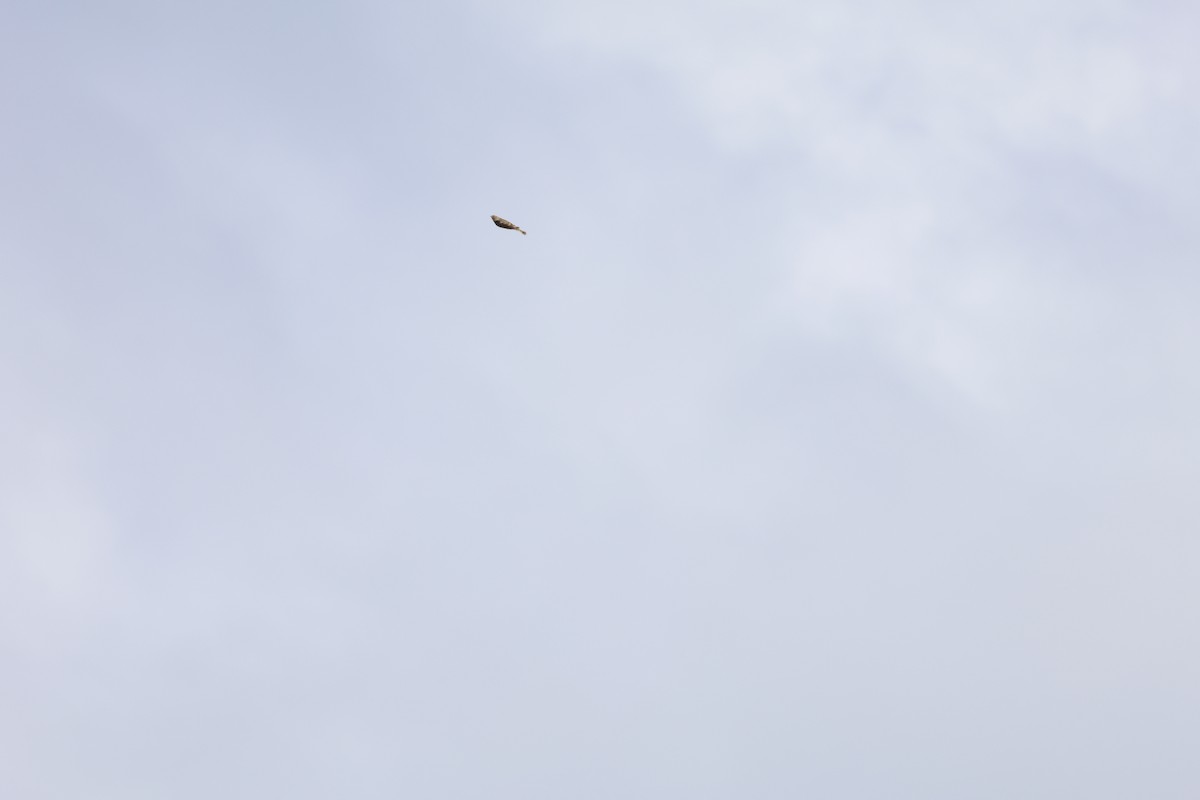 Chestnut-collared Longspur - ML644322277