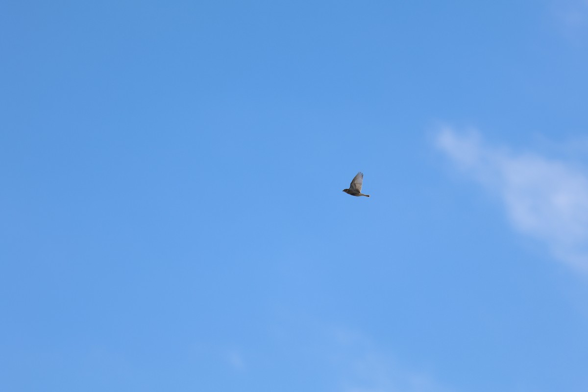 Chestnut-collared Longspur - ML644322278
