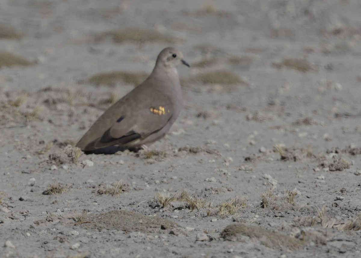 Горличка аймарська - ML644322289