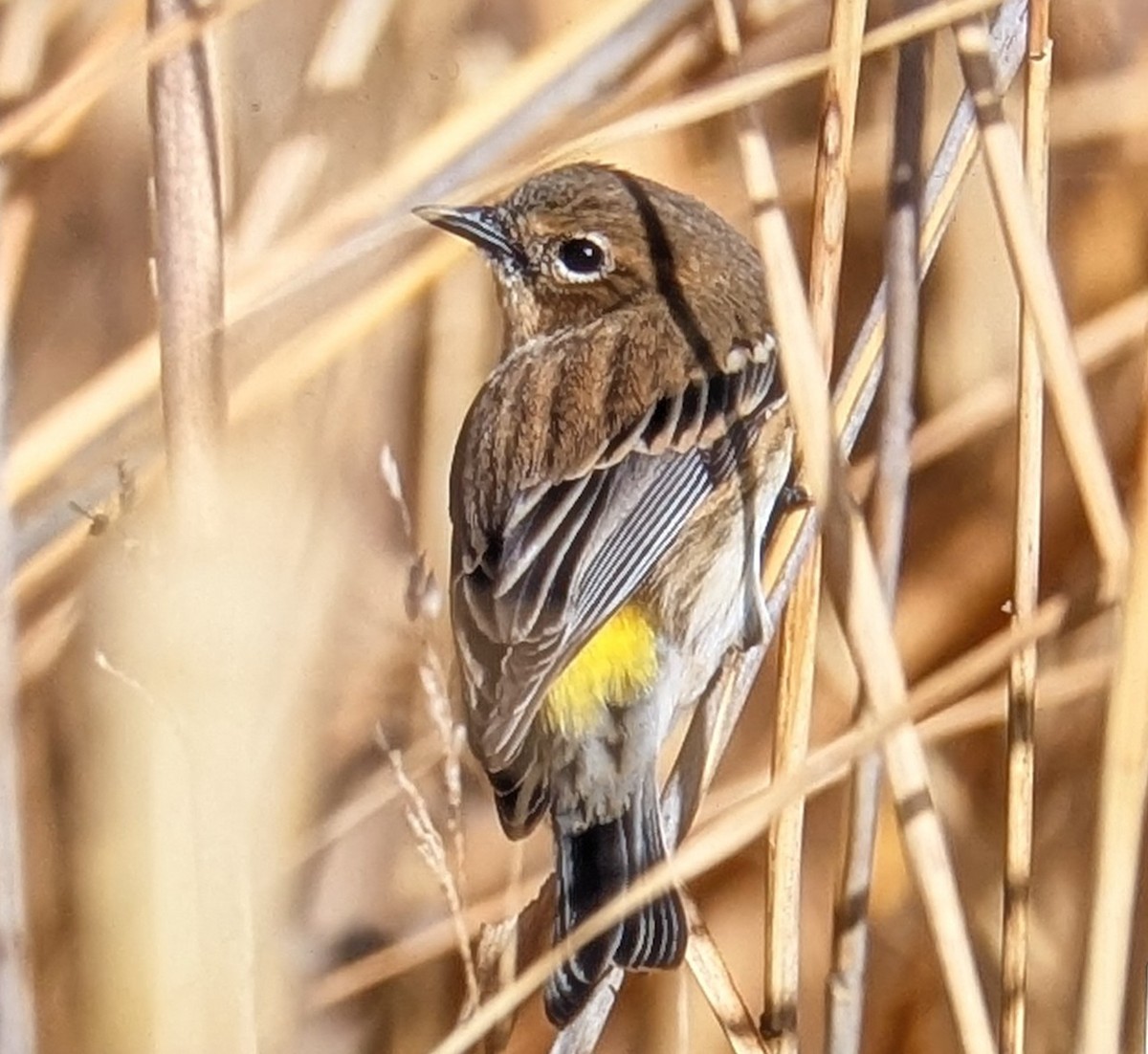 Yellow-rumped Warbler - ML644322304