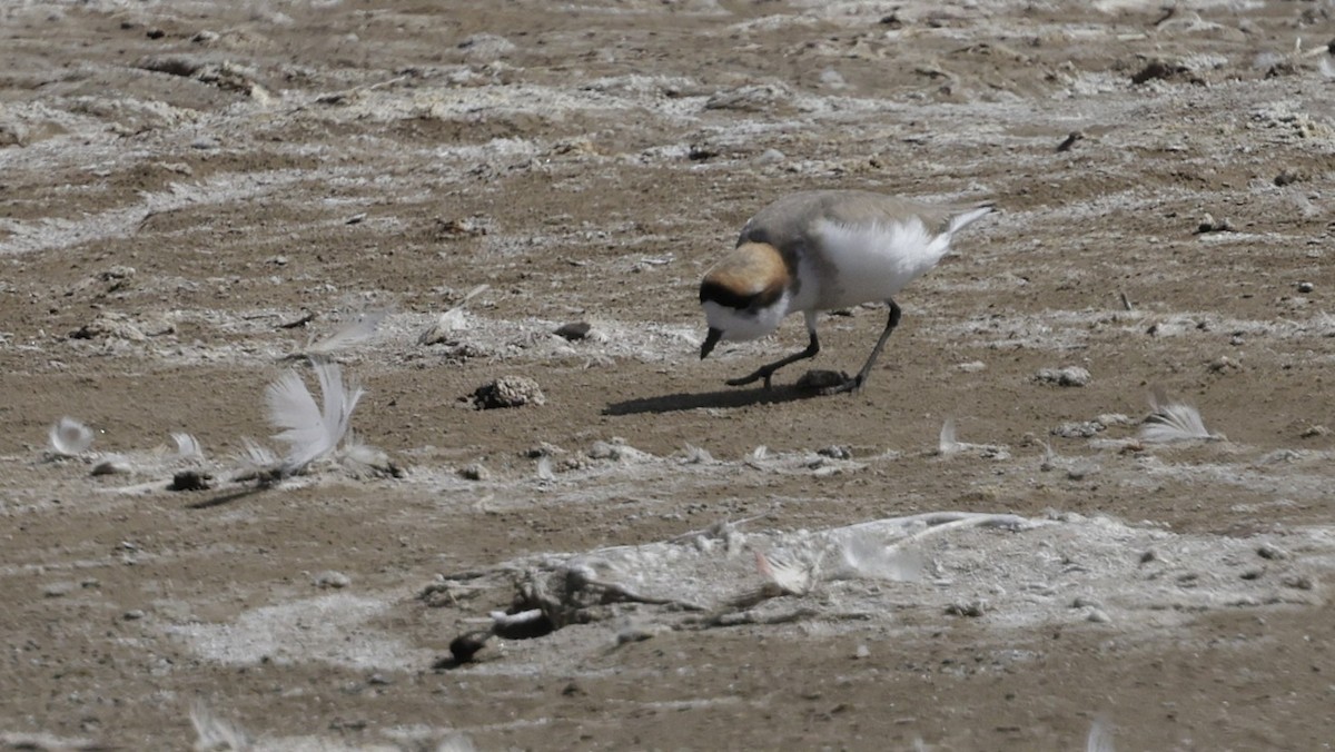 Пісочник степовий - ML644322305