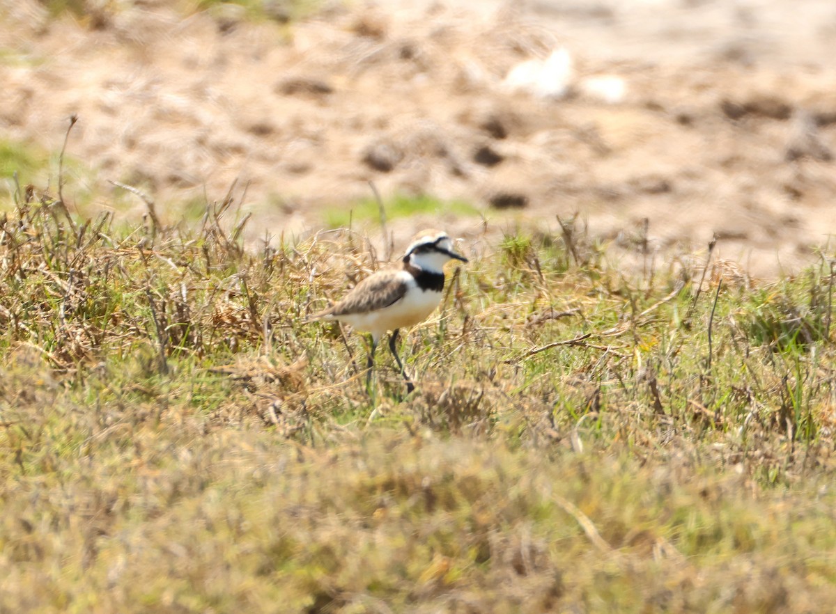 Madagascar Plover - ML644322306