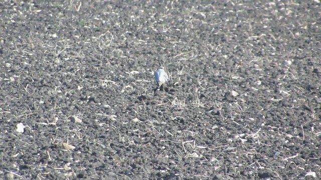 Mountain Plover - ML644322310