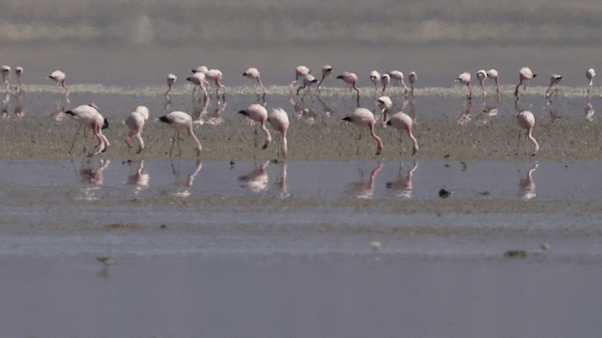 Фламінго андський - ML644322312