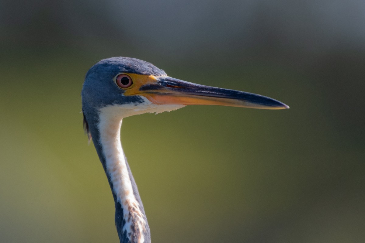Tricolored Heron - ML644322313
