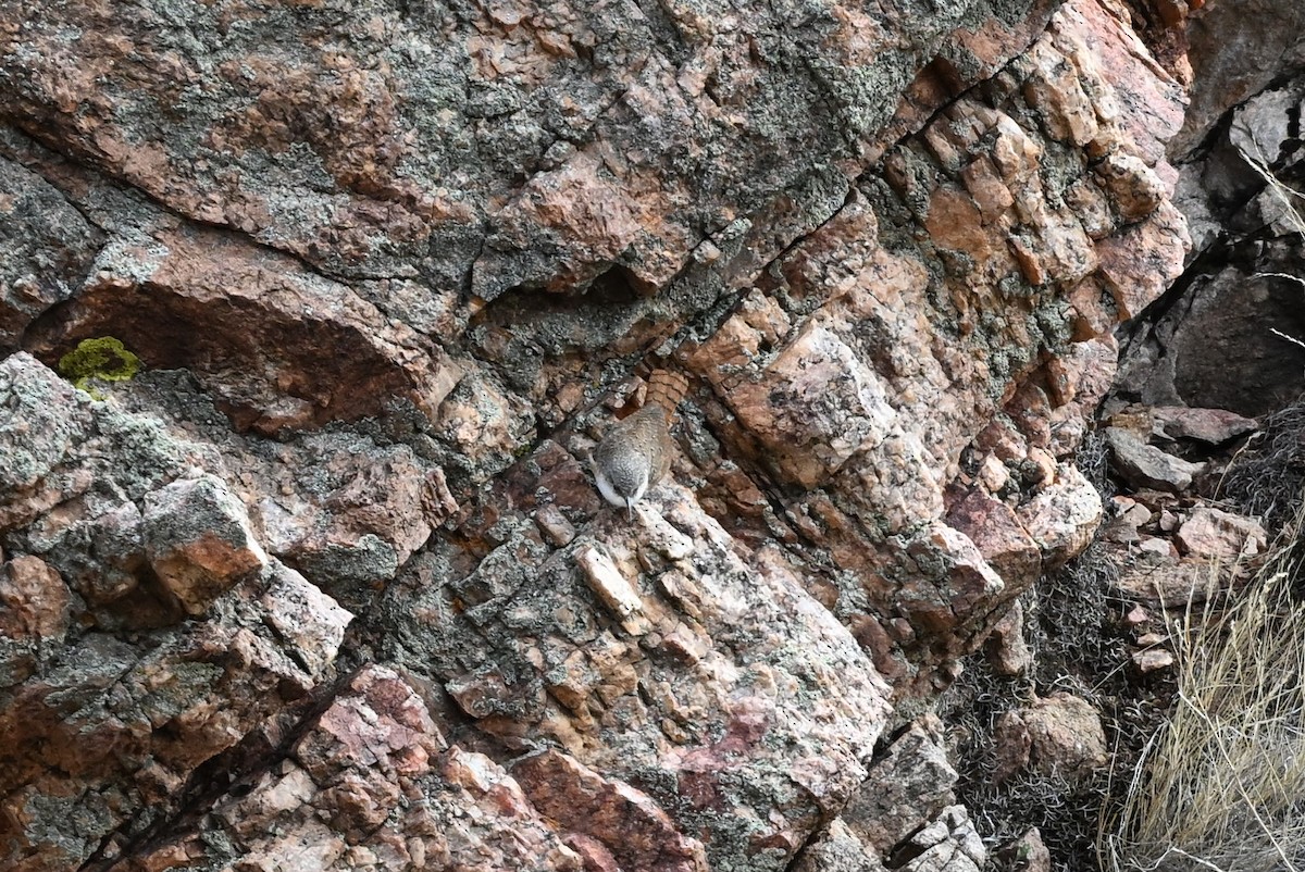 Canyon Wren - ML644322315