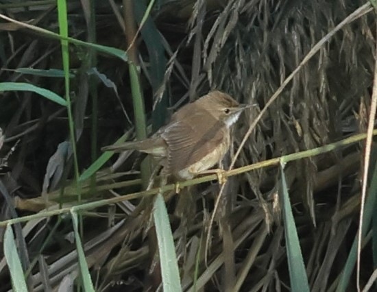 Rousserolle effarvatte - ML644322320