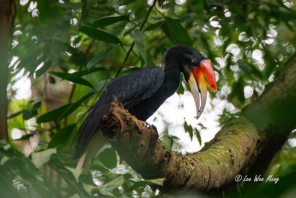 Rhinoceros Hornbill - ML644322323