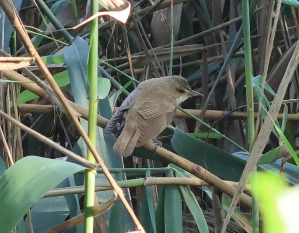 Great Reed Warbler - ML644322332