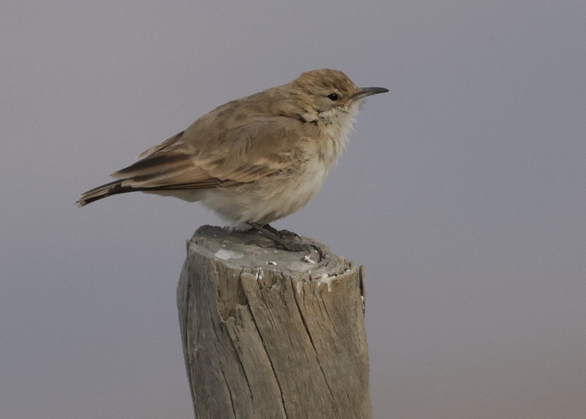 Землекоп андський - ML644322340