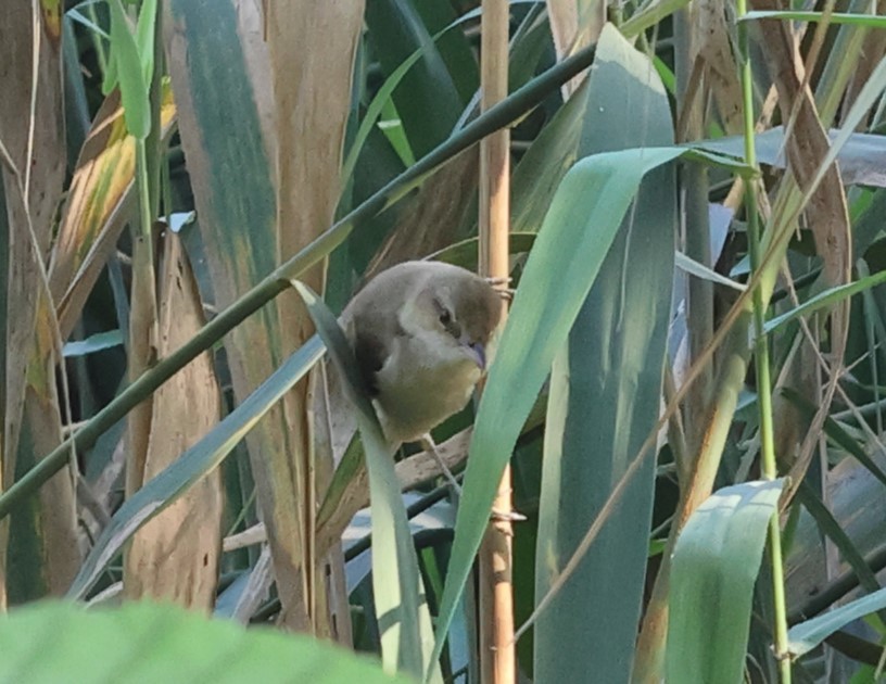 Clamorous Reed Warbler - ML644322341