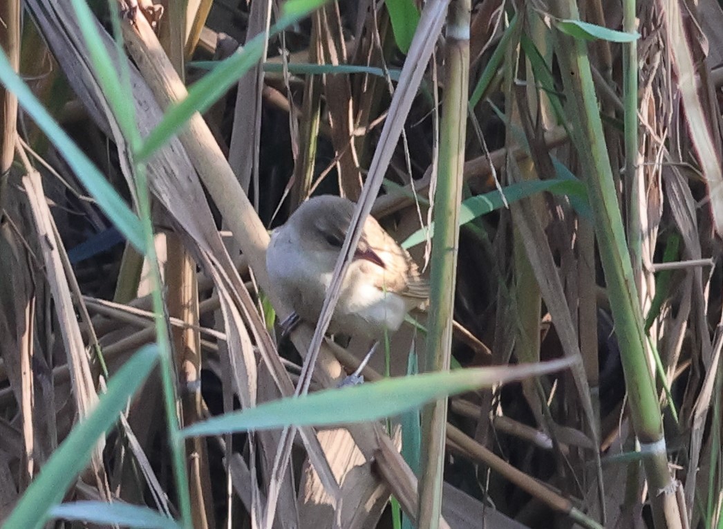 Clamorous Reed Warbler - ML644322342