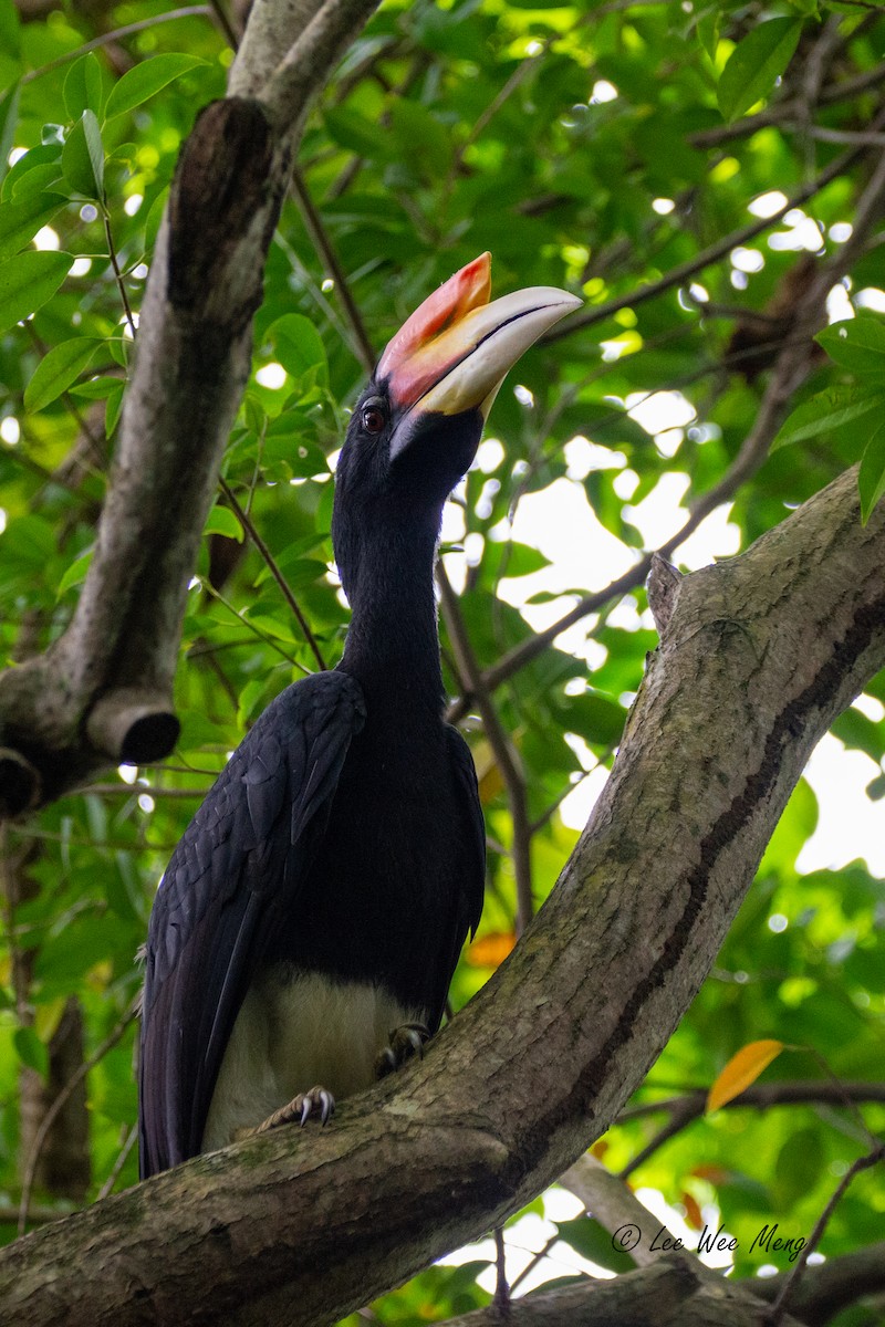 Rhinoceros Hornbill - ML644322343